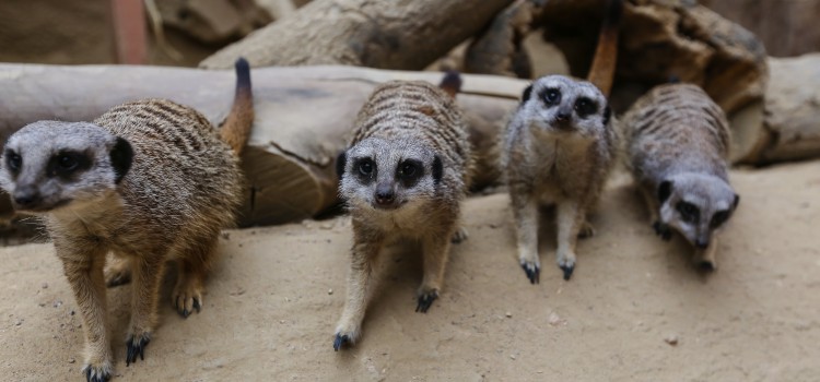 WELCOME BACK TO THE MEERKATS WELCOME BACK TO THE MEERKATS