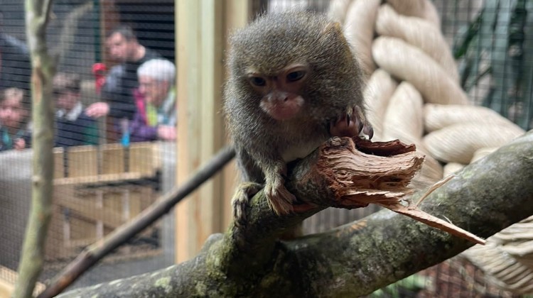 TROPICAL WORLD WELCOMES A HOST OF NEW ANIMALS