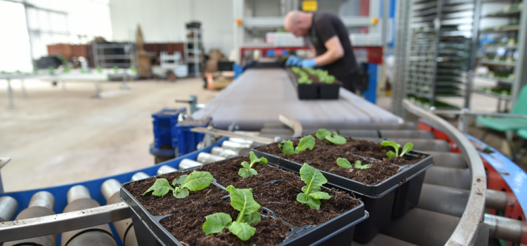 TWO MILLION PLANTS POTTED FOR AROUND THE CITY TWO MILLION PLANTS POTTED FOR AROUND THE CITY